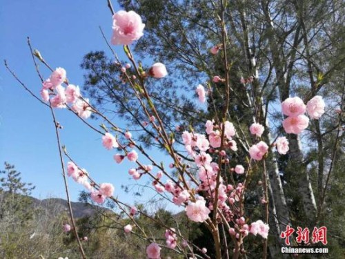 人工智能還能這么玩！識花神器讓你三秒告別“花癡”