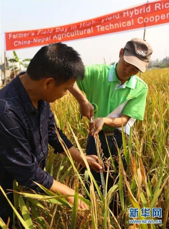 種植中國雜交水稻 尼泊爾農民收入翻2倍